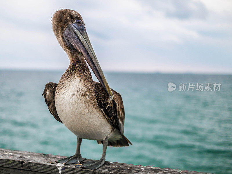 少年褐鹈鹕