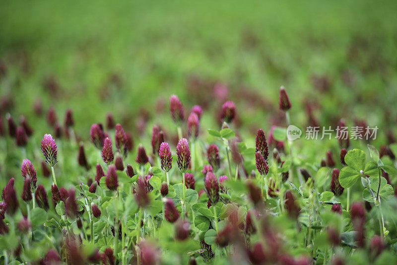 美丽的野生三叶草花