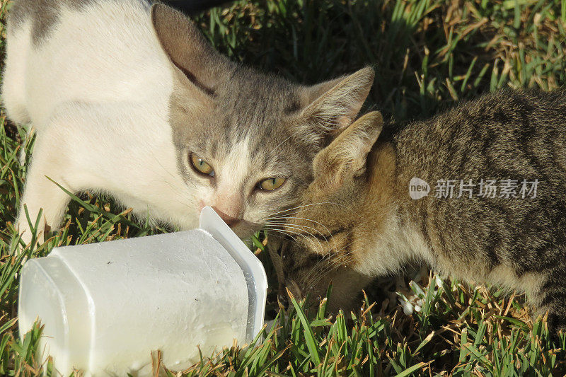 两只猫分享食物