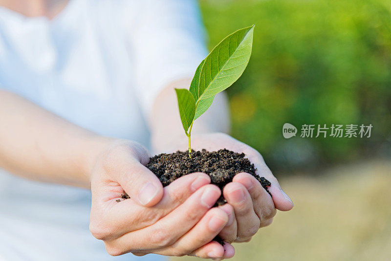 女性手中的小植物