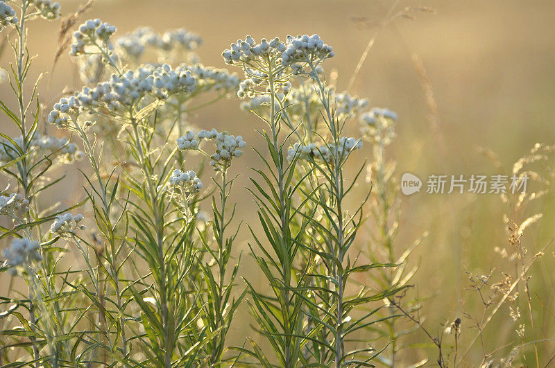 阳光下的田花