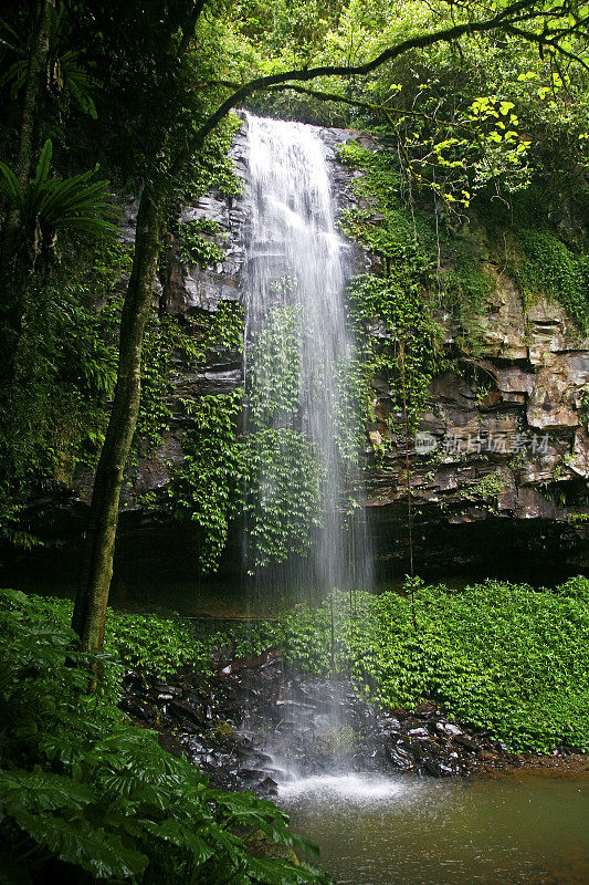 冈瓦纳雨林凉爽、清澈的水