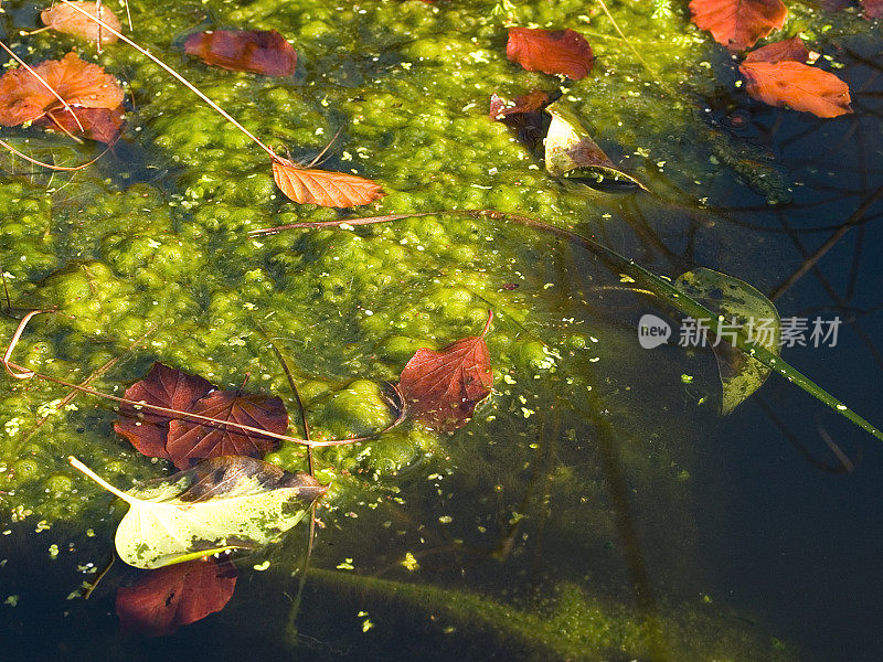 水中的藻类