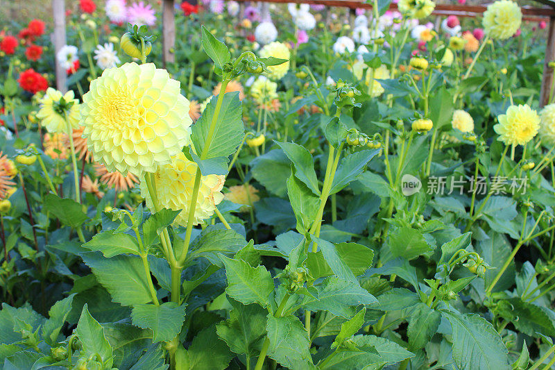 黄色的大丽花(球大丽花)，在夏季花园开花