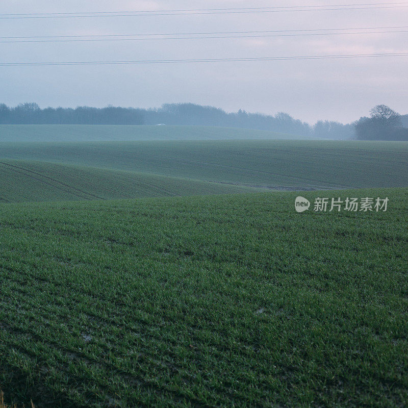 绿色的田野-丹麦冬天的风景