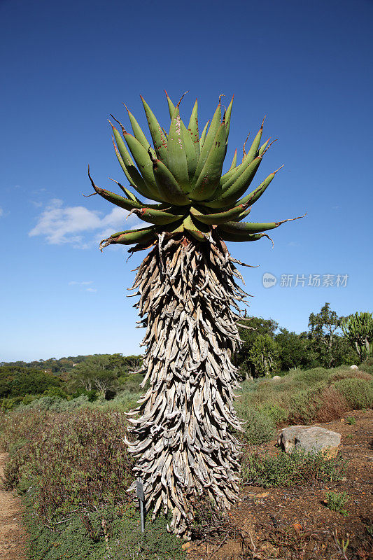 Kirstenbosch植物园的花