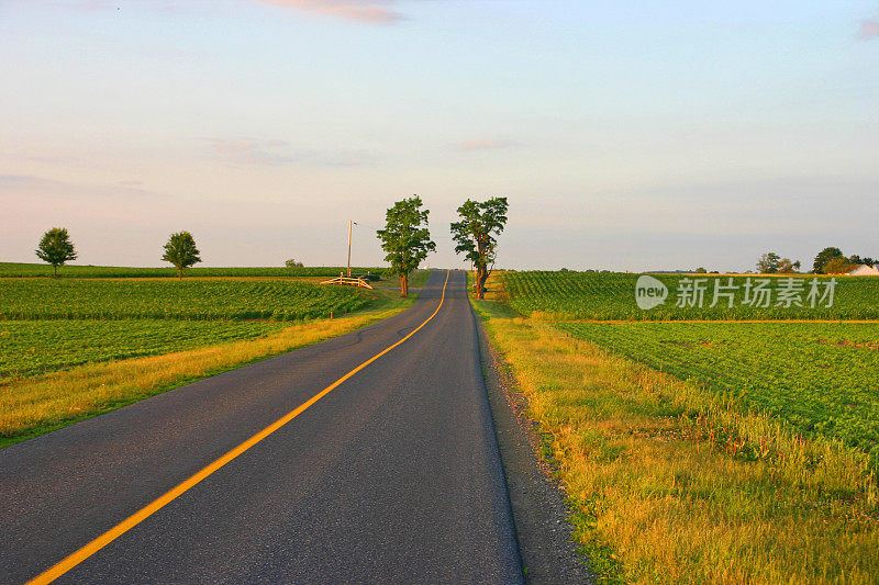 走的路-有远树的直路(美国)