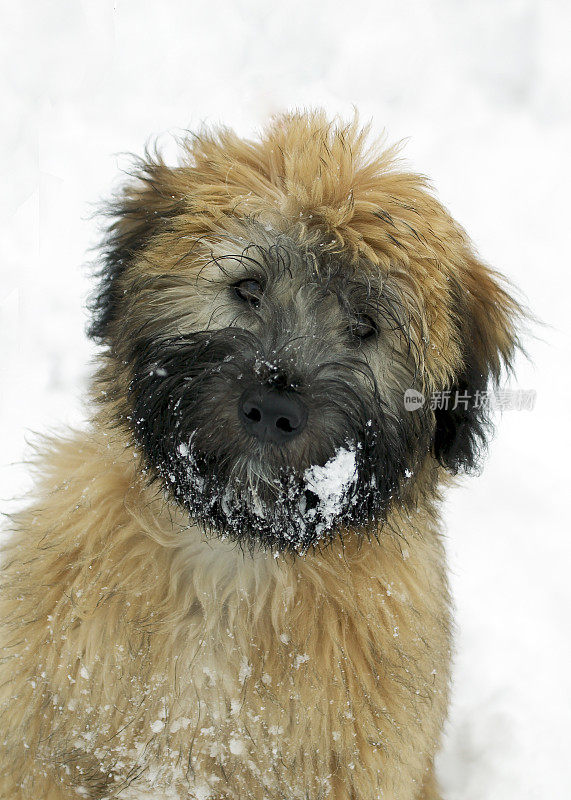 雪地里的小狗