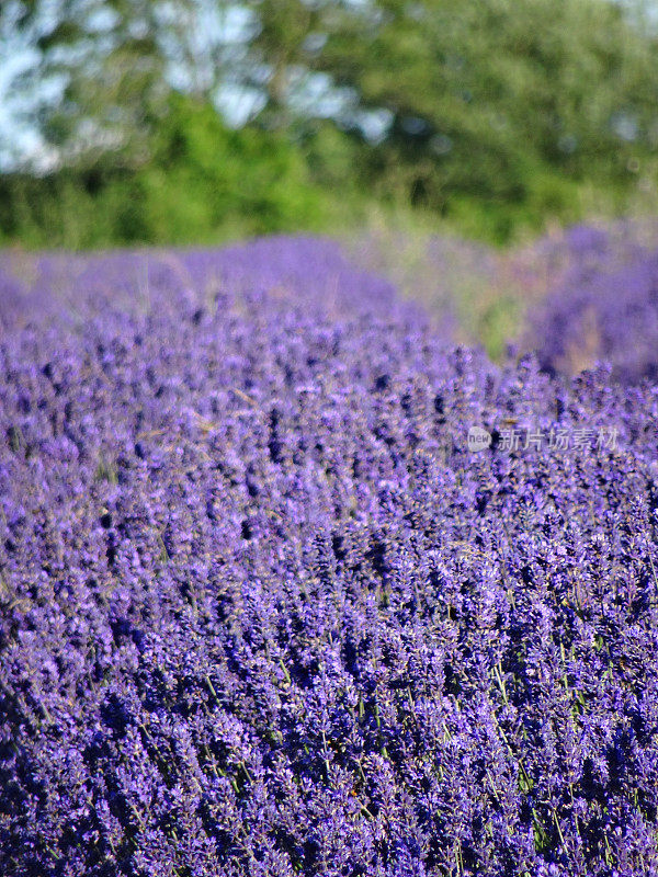 薰衣草农场的图像，薰衣草植物覆盖着紫色的花
