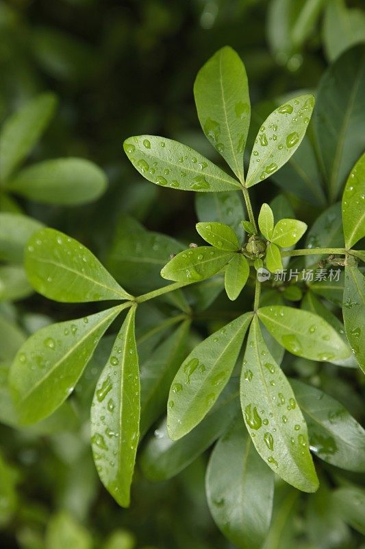 叶与晨雨，绿色植物，水滴，选择性焦点