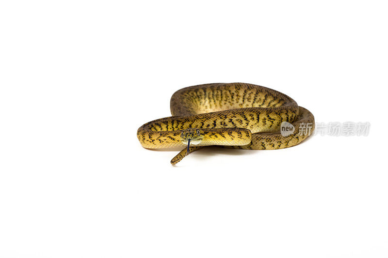 地毯python
