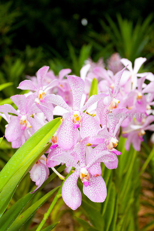 紫色点缀兰花