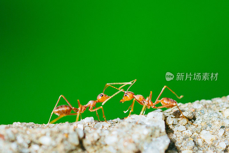 颜色背景上的蚂蚁在战斗