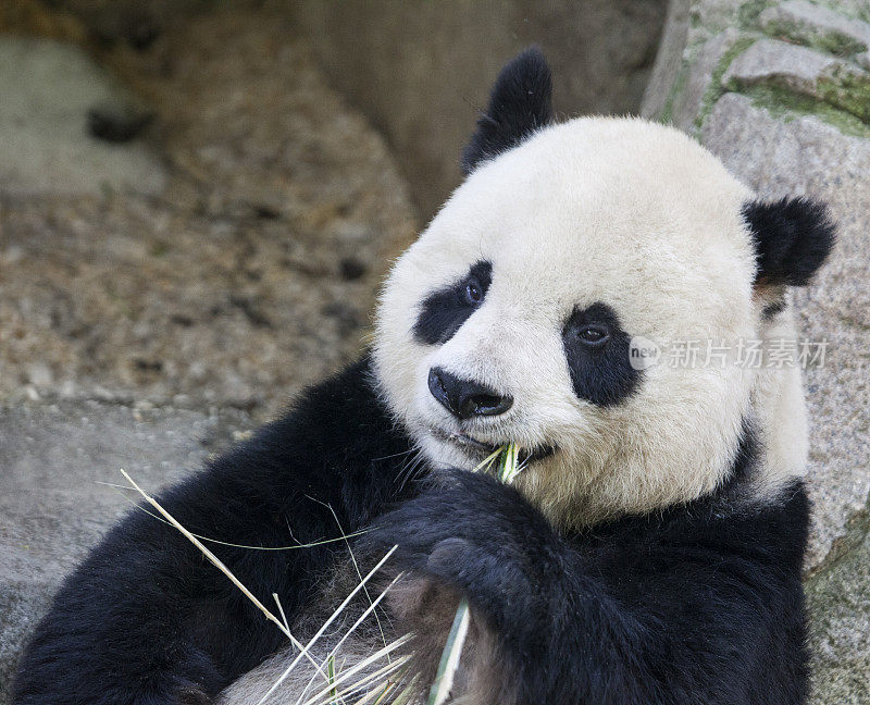 大熊猫(熊猫)吃竹子