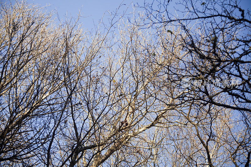 无叶的树木和蓝天的背景。