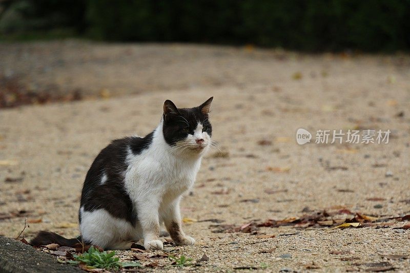 只流浪猫