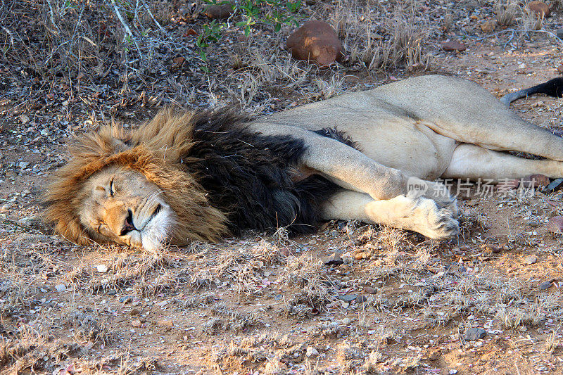 南非:Karongwe保护区的睡狮