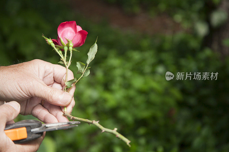 成熟的成年人园艺。修剪玫瑰花朵。