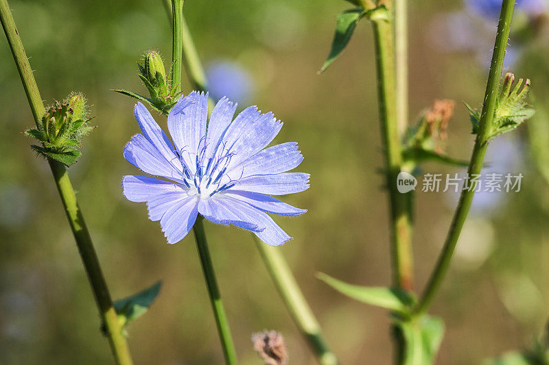 野生菊苣开花特写