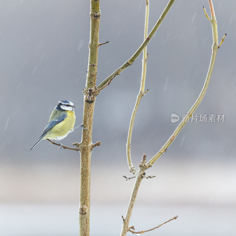 蓝山雀，蓝雀花。在雪