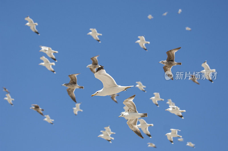 加利福尼亚海鸥在头顶飞过