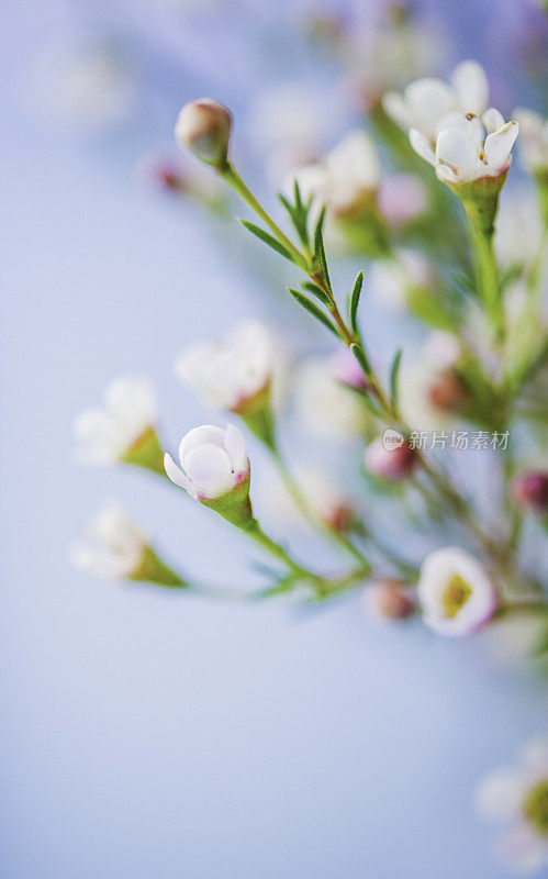 精致美丽的新鲜蜡花映衬着蓝色的背景