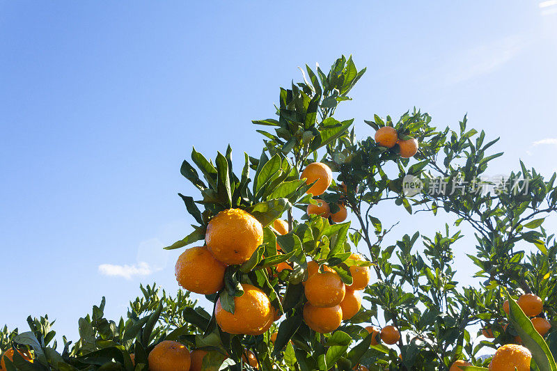 又熟又鲜的橘子挂在枝头