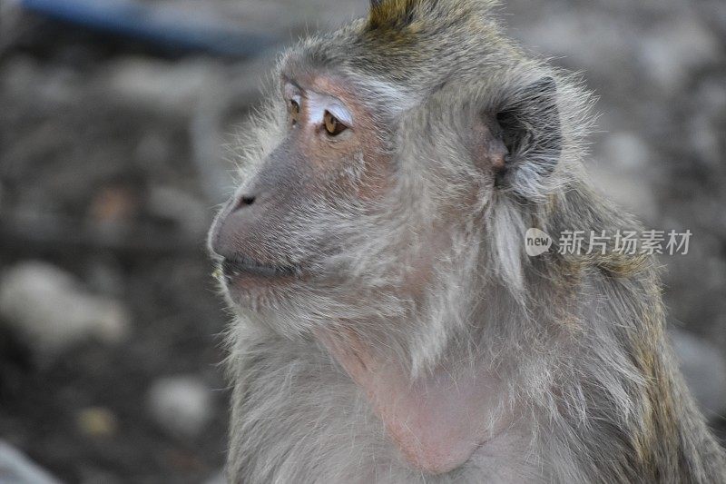 不幸的是，这是实验首选的动物