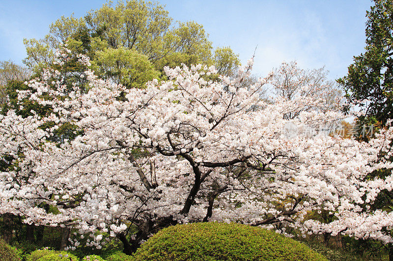 樱花，日本的樱花。