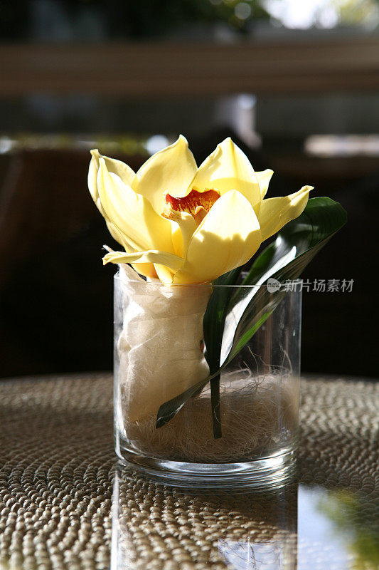 兰花在花瓶