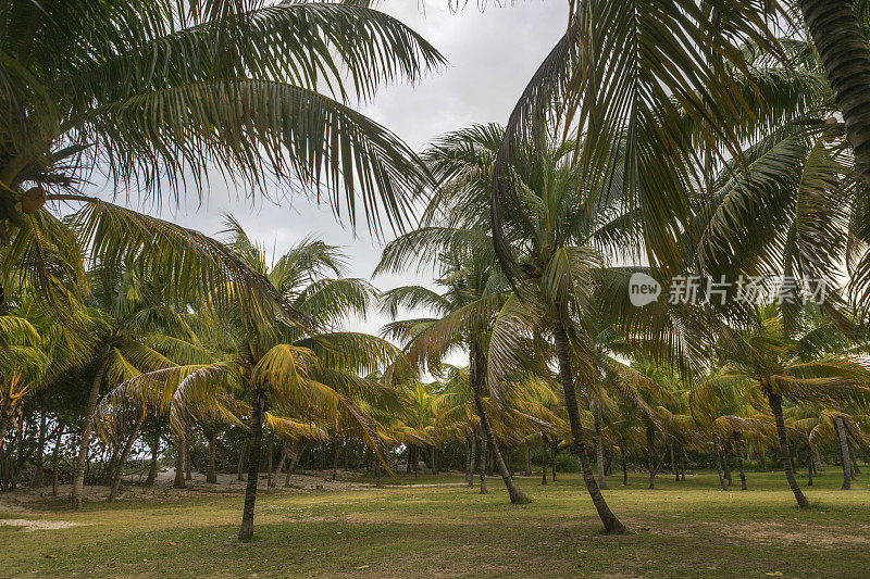 古巴varadero的棕榈树森林和椰子树