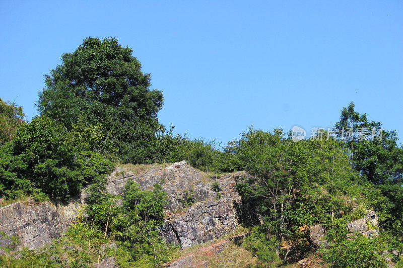 杂草丛生，废弃的采石场与白蜡树(白蜡树excelsior)，水蛭