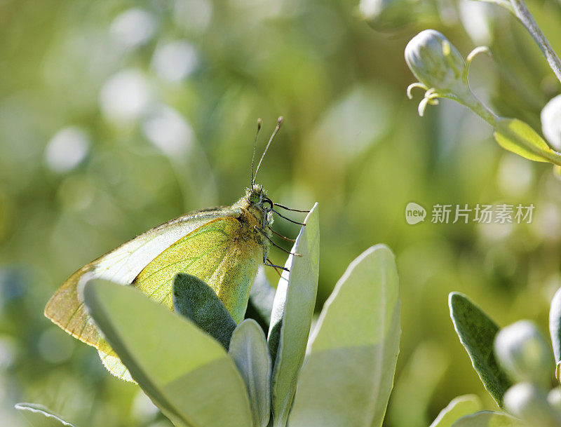 Green-veined白色蝴蝶