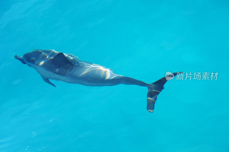 在夏威夷考艾岛的纳帕里海岸游泳的海豚