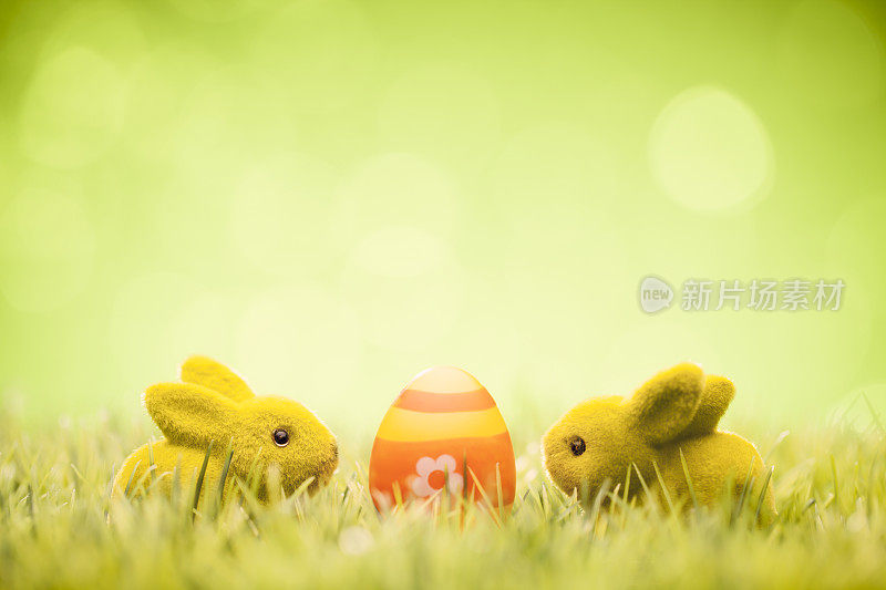 绿色复活节兔子-兔子绿草散焦散焦