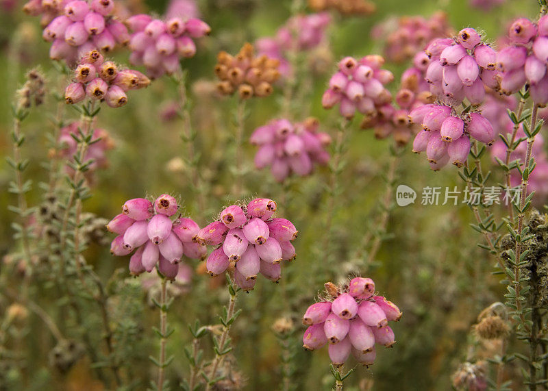 交叉叶希思(艾丽卡·特里克斯)细节