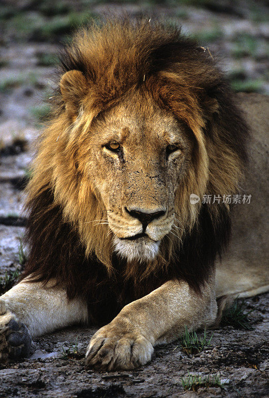 博茨瓦纳奥卡万戈三角洲的成年雄性非洲狮
