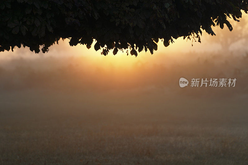 橙色的日出树冠和雾蒙蒙的秋景