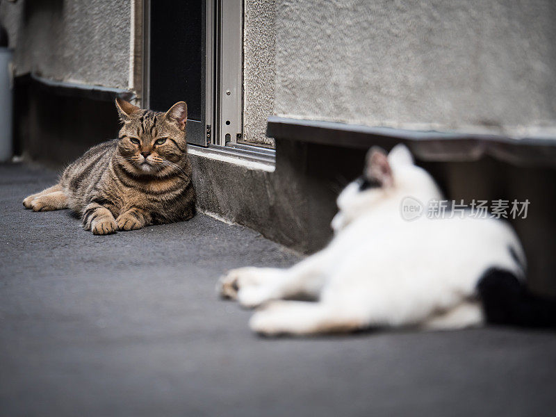 流浪猫