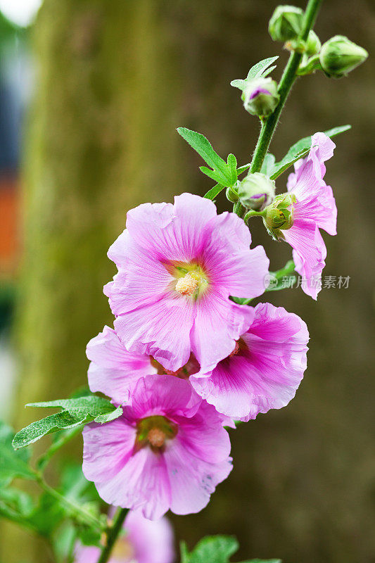 粉色紫花洋地黄)