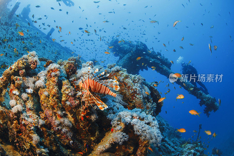 海洋生物珊瑚和狮子鱼鱼沉船潜水SS蓟