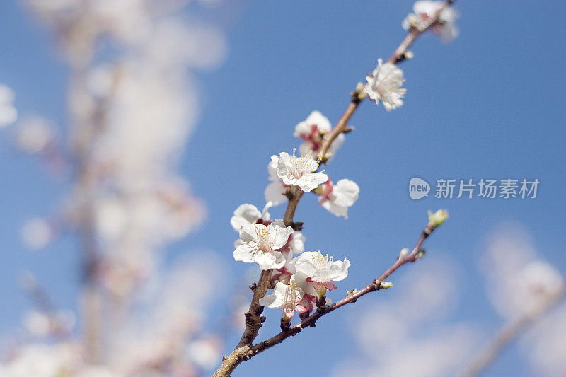 春天鲜花盛开