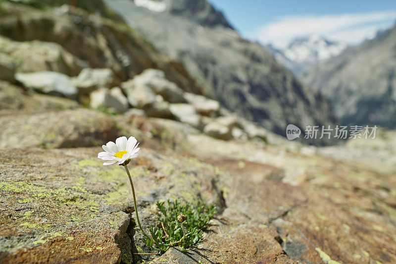 盛开的孤独的雏菊在阿尔卑斯山