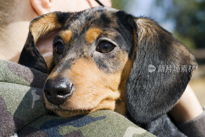 达克斯猎犬小狗