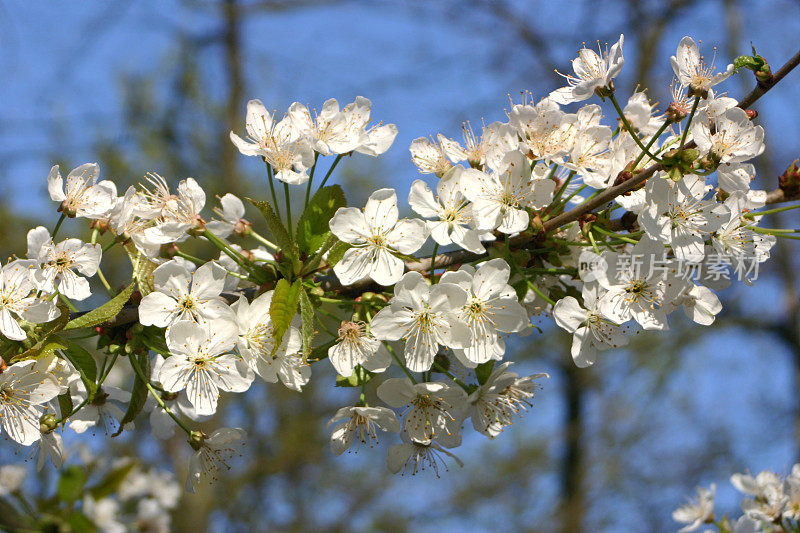 野樱桃树花