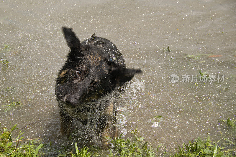 德国牧羊犬在水中摇晃