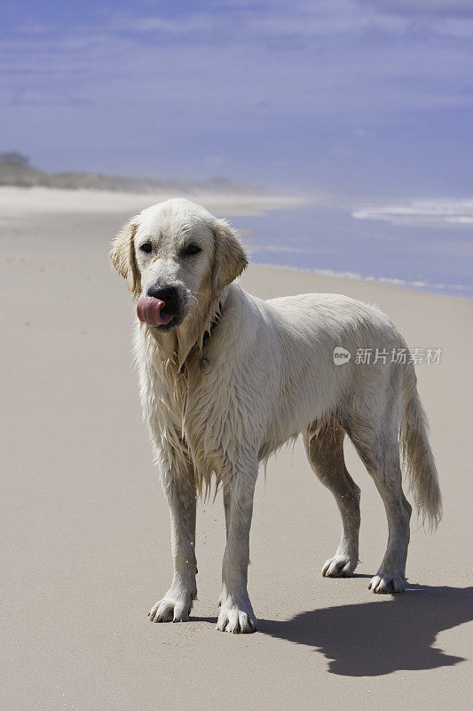 金毛猎犬海滩