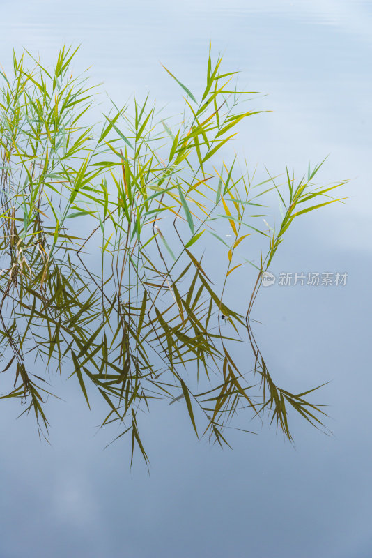 湖中倒映的芦苇——芦苇