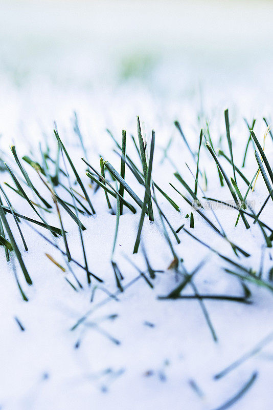 冬天初雪后冻住的草