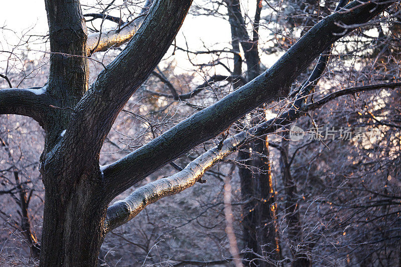 冬天日落时潮湿冰冻的树枝